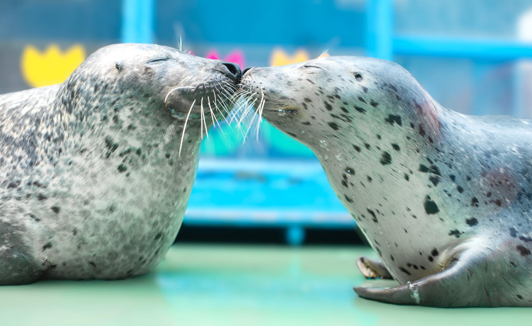 ゼロ距離水族館 伊勢シーパラダイス