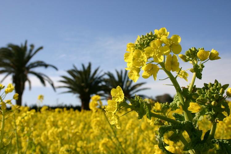 伊勢湾フェリー　鳥羽発限定お得な『菜の花きっぷ』-1